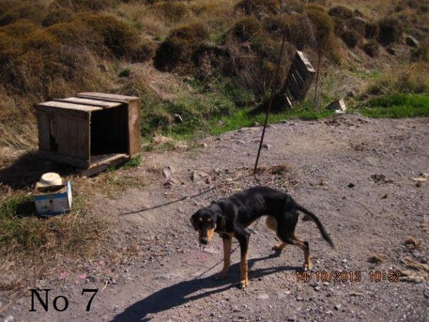 Λέσβος: Αθώωσαν τον ιδιοκτήτη του βαρελόσκυλου